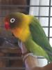 Die Unzertrennlichen (Agapornis) - kleine afrikanischen Papageien