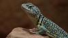 Halsbandleguan mit terrarium