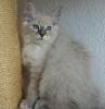 3 Heilige Birma Kitten Katze Abholbereit