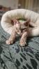 Devon Rex Katze sucht Neue Zuhause
