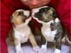 Miniatur Bullterrier Welpen aus VDH/  GBF Zucht