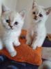 BKH Kitten in Point,  silver shaded mit blauen Augen