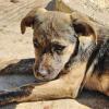 Aliki sucht ein passendes Zuhause