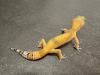 Biete Leopardgecko Nachzuchten 2023 und 2022 (Eublepharis macularius) bei Hambur