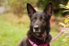 ELISA - Schäferhund - 8 Jahre - Tierhilfe-Franken e.V.