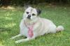 FITZ - Mops-Mix - 10 Jahre - Tierhilfe-Franken e.V.