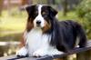Deckrüde Australian Shepherd black tri