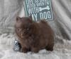 Teacup Pomeranianwelpen braun,  