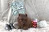 Teacup Pomeranianwelpen braun,  