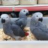 Super zahm Graupapageien Babys(Handaufzucht )