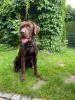 Labrador Welpen abzugeben 