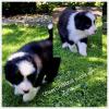 Bordercolliewelpen