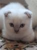 Scottish Fold Kitten abgabebereit 