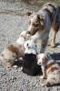 Bildschöne,  reinrassige Australian Shepherd Welpen aus kontrollierter,  verantwor