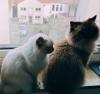 Heilige Birma Kitten,  lilac,  weiblich