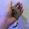 Crested Gecko /  Kronengecko „Pinstripe“ abzugeben