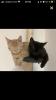 Bkh-Maincoon Kitten suchen ein liebevolles Zuhause!