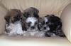 shih- tzu kleine Hunde