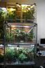 Biete Terrarienanlage aus 7 mittelgroßen terrarien