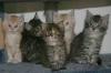 traumhafte Maine Coon Kitten