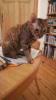 German Rex Katze Mienchen,  12 Monate,  sucht ein neues Zuhause