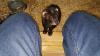 Frettchendame sucht ein neues zuhause