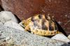  Breitrandschildkröte NZ 2020   Testudo Marginata   Breitrand Schildkröte