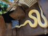 Einen schönen tiger Python