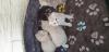 BKH Kitten 