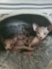 4 wunderschöne Kanadischer Sphynx Kitten mit blauen Augen
