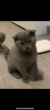 Wunderschöne BKH Kitten