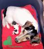 Super knuddeliger,  kerngesunder und putzmunterer aufgeweckter Jack Russell Welpe