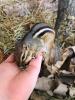 Streifenhörnchen  Tamias striatus ,  1, 5 Jahre