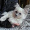 Schöne Ragdoll-Kätzchen