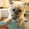 Schöne Ragdoll-Kätzchen  +4917683845297 Schöne Ragdoll-Kätzchen 