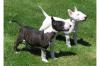 Miniatur bull terrier