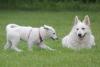 Weisser Schweizer Schäferhund Welpen,  Langstockhaar,   mit Papieren   
