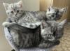 3 süße BKH Kitten suchen ab August neues Zuhause 