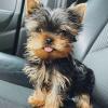 ausgebildete Yorkies,  die ein gutes und fürsorgliches Zuhause brauchen