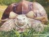 12 Spornschildkröten  G.sulcata  abzugeben 