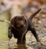 süße Labrador-Welpen,  braun,  reinrassig,  noch 1 Rüde