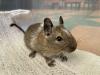 Degu Jungtiere,  weiblich