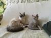 Kitten Lockenkatze selkirk re