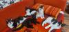 Maine coon katzenbaby s ab sofort suchen neues Haus