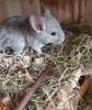 Chinchillas Baby Männchen  zu verkaufen 
