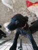 Labrador welpen 