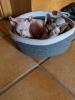 Schmusebaby Sphynx sucht ein liebevolles Zuhause 