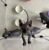 kanadische Sphynx 1 Mädchden 3 Jungs 