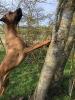haben wunderschönen Deckrüde Rhodesian Ridgeback