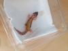 Leopardgecko Babys ( Weibchen )